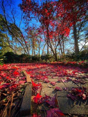 Vines Gardens