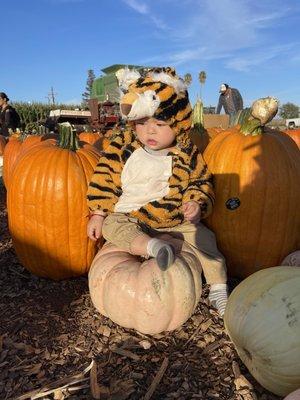 Perry's Pumpkin Farm