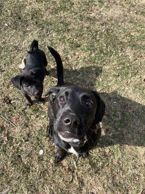 Both my dogs now, the one on the left is my second dog I got a few weeks ago