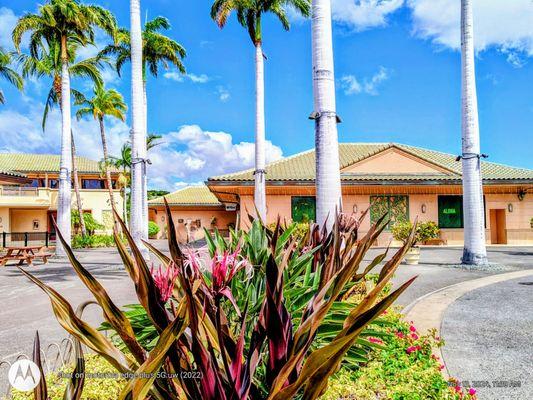 Foodland Farms located in the Mauna Lani Resort, Big Island of Hawai'i. A 1.5 hour drive from Hilo.