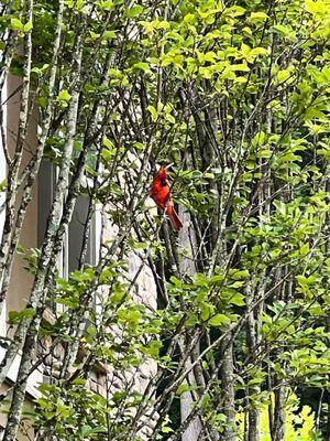 Loved the abundance and variety of birds that they attracted.