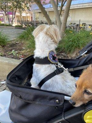 Service dog in enclosed stroller