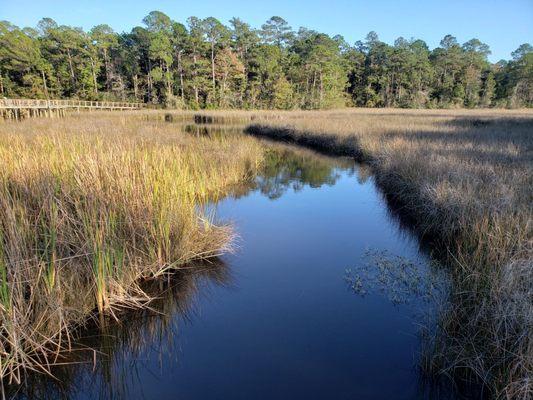 Bayou...We're lookin for gators!