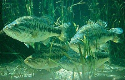 State Freshwater Fish Largemouth Bass 07/13/17 photo compliments fl.gov