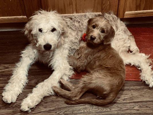 Boone and Callie. Golden doodle and a labradoodle :)