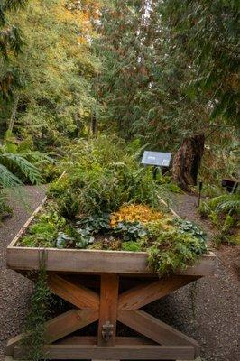 Fern table