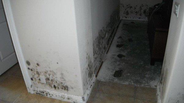 Certified Mold Remediation Experts.  Call now