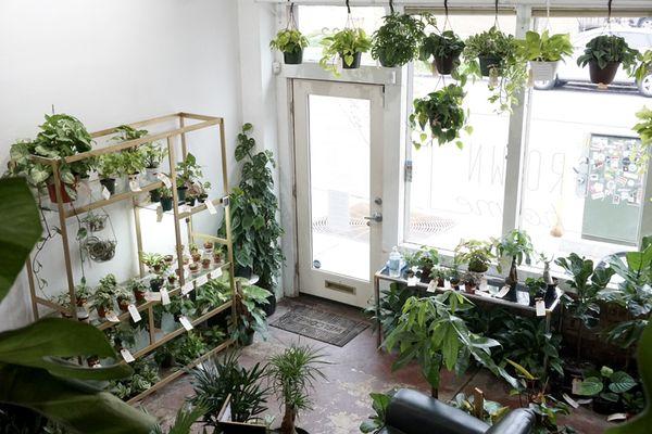 Overgrown Home from above.