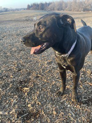 Picture of a black lab/pit mix resting at the dog park with her mouth open and tongue sticking out.