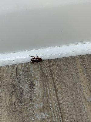 Roaches in Out East beach house Surf City NC