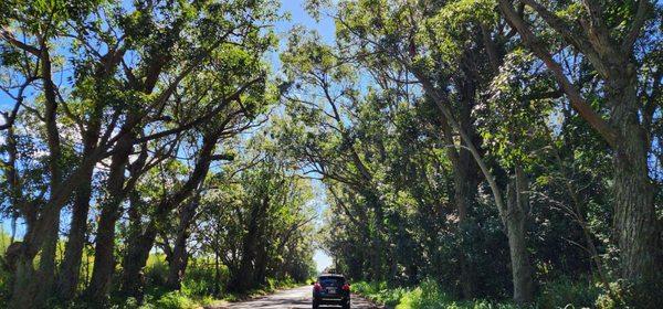 Maluhia Road Tree Tunnel