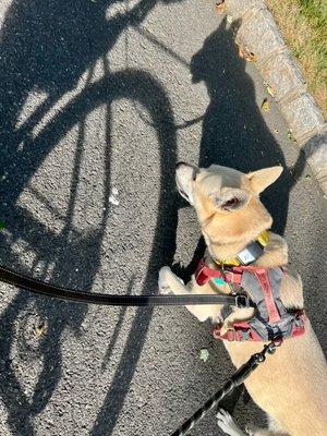 Bicycling Dog