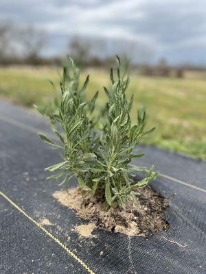 Lavender field in progress!