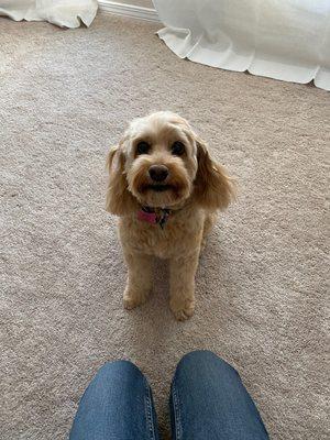 Our poodle mix Daisy after her grooming appointment. Just what we wanted.