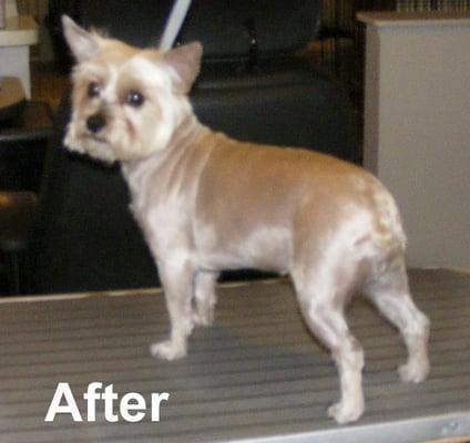 After her trim, bath, massage and finishing work, she looks all spiffy and her owners were thrilled.