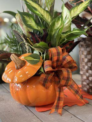 Live plants in a reusable ceramic pumpkin