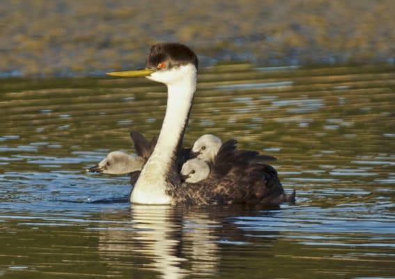 Western grebe with three chicks