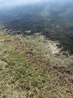 Debris in water