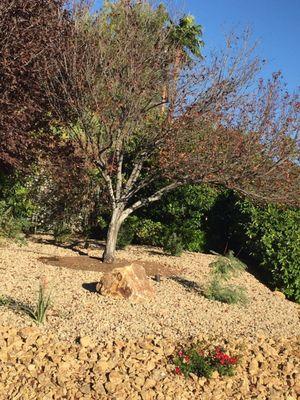 Beautiful dead cherry tree that will cost $3K to replace