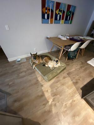 Luna & Winston sharing HER bed!