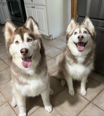 Hercules and Zaya after their grooming at Mell's