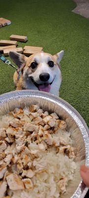 Dog friendly chicken bowl