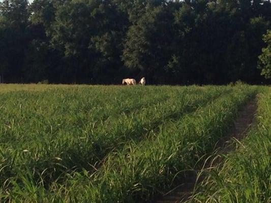 Our white mules - Little Bit and Powder