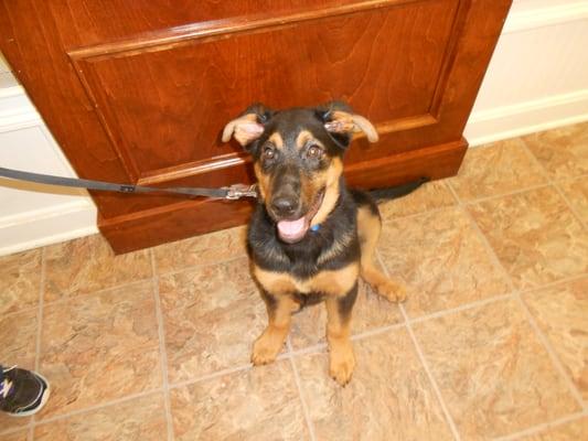 Rocky's first vet visit!