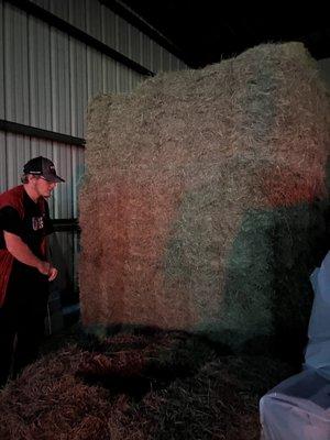 Hay in their barn.