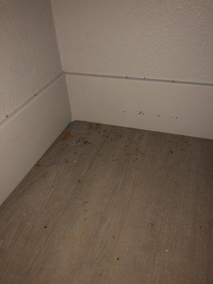 More mouse droppings.  Another cleaning after 2 mice were caught using a colleague's no-kill mouse traps from Amazon.