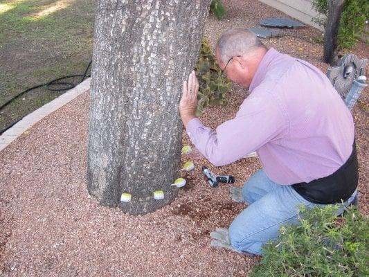 Mike Injecting Fungicide to Promote Tree Health