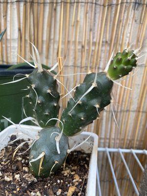 Paper Spine Cactus (Tephrocactus articulatus var papyracanthus)