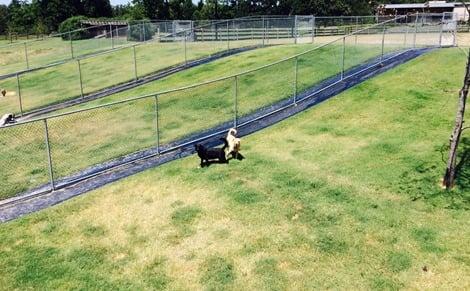 Just a few of the large grassy play yards!