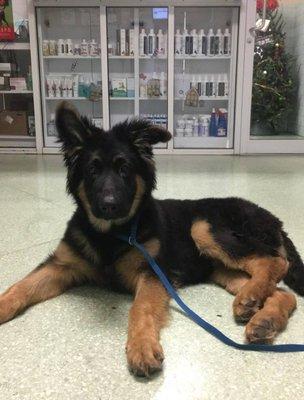 We love animals of all types and sizes. Here is one of our many HAPPY (and absolutely adorable) patients!