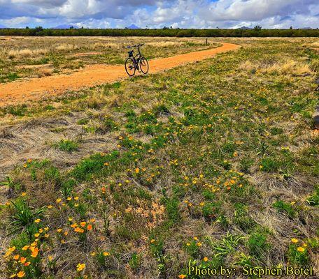 Poppies at Reach 11 Recreation Area on  3/3/2022...