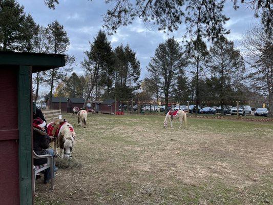 Pony rides, done for the day.