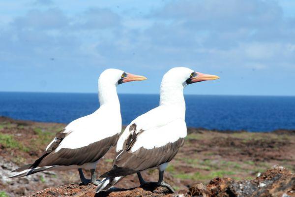 Nazca Boobies in the Galapagos Islands