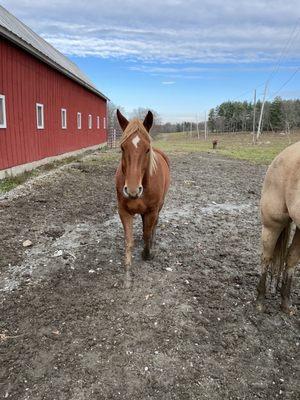 Beautiful horse and ranch