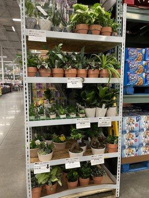 Orchids and other plants