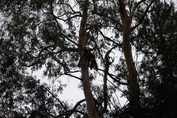 Tree Pruning in San Jose