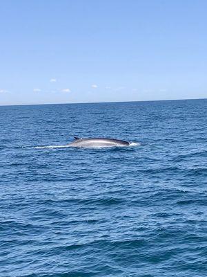 Fin whale