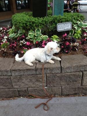 Rocco on down/stay at Kirkland Waterfront.