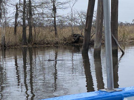 Gator swimming