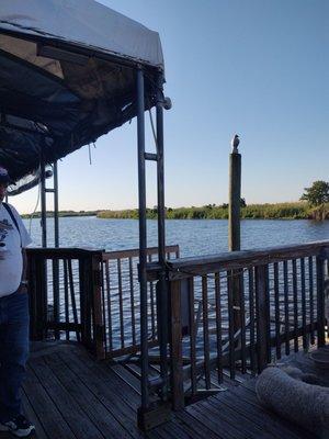 Beer, gator, and catfish on the deck!  I love Florida!!