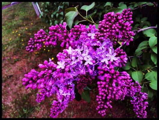 Lilacs in bloom in the front.