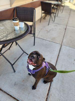 Blackbolt after enjoying his puppachino!