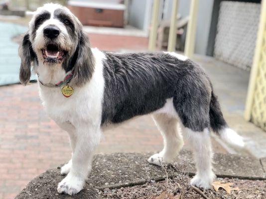 Our dog after her grooming appointment