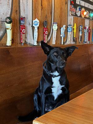 Bar Dog Leia