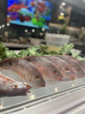 The fresh red grouper for the ceviche