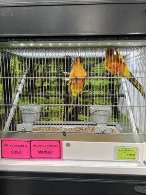 Beautiful birds in a clean cage